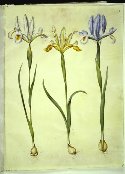 Iris xiphium (hiszpańska tęczówka) lub Iris latifolia (angielska tęczówka); Iris xiphium (hiszpański irys) autorstwa Hans Simon Holtzbecker