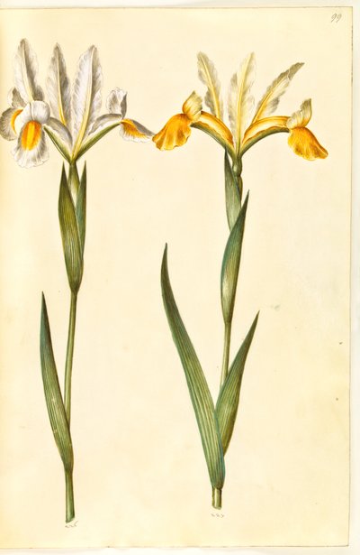 Iris xiphium, prawdopodobnie Iris latifolia (?) (hiszpańska tęczówka lub angielska tęczówka) autorstwa Hans Simon Holtzbecker