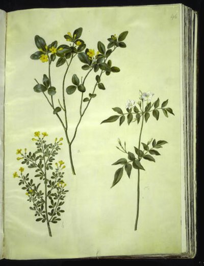 Jasminum odoratissimus (stue-jaśmin); Krzew jaśminowy (buski-jaśmin); Jasminum grandiflorum (duft-jaśmin) autorstwa Hans Simon Holtzbecker