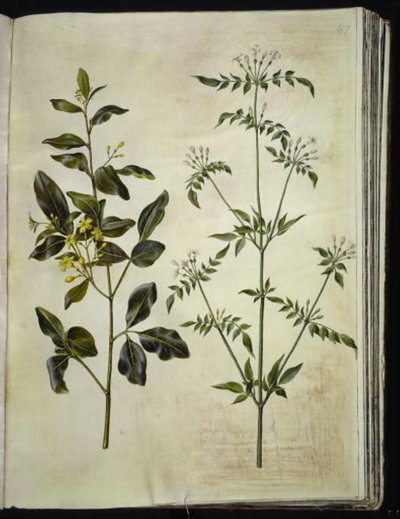 Jasminum odoratissimus (stue-jaśmin); Jasminum officinale (lege-jasmin) autorstwa Hans Simon Holtzbecker