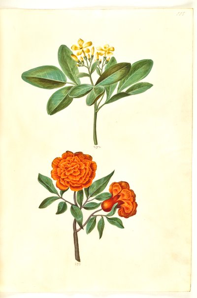Jasminum odoratissimus (stue-jaśmin); Granat Punica (granatæble) autorstwa Hans Simon Holtzbecker