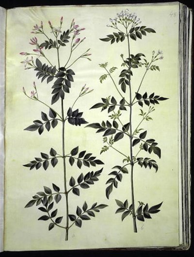 Jasminum officinale (Jaśmin) autorstwa Hans Simon Holtzbecker