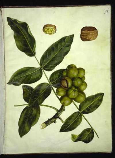 Juglans regia (orzech pospolity) autorstwa Hans Simon Holtzbecker