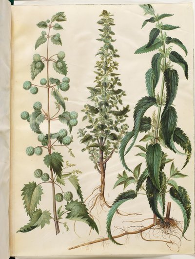 Kksgb2950/65 Pokrzywa zwyczajna (Romersk neelde); Pokrzywa palona (liden nelde); Pokrzywa zwyczajna (stor nelde) autorstwa Hans Simon Holtzbecker