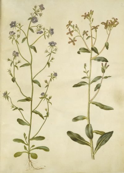 Legousia Wenus lustro (ægte venuspejl); smutna hesperis (natviol) autorstwa Hans Simon Holtzbecker