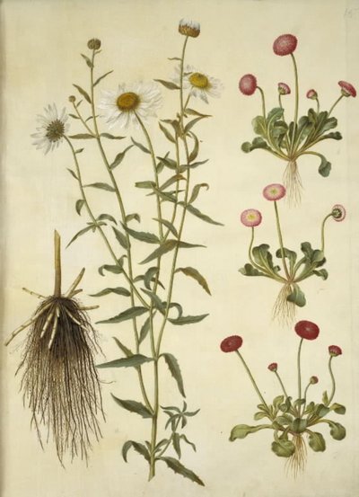 Leucanthemum vulgare (białe oko byka); Bellis perennis (pospolita stokrotka) autorstwa Hans Simon Holtzbecker