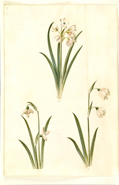 Leucojum aestivum (śliwka letnia); Galanthus nivalis (przebiśnieg pospolity); Leucojum vernum (lilia Dorotea) autorstwa Hans Simon Holtzbecker