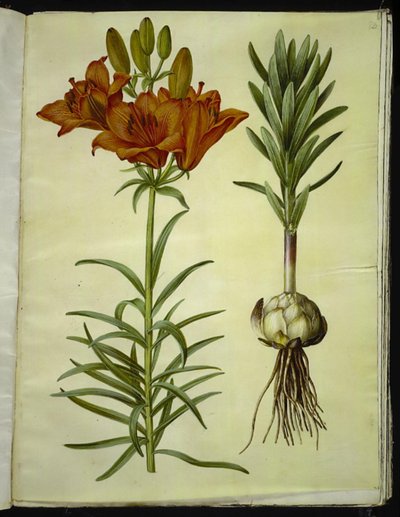 Lilium bulbiferum (lilia ognista) autorstwa Hans Simon Holtzbecker