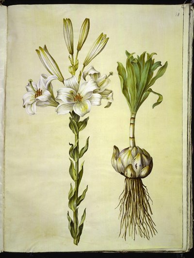 biała lilia (madonna-lilje) autorstwa Hans Simon Holtzbecker