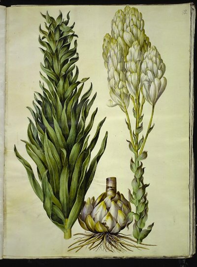 biała lilia (madonna-lilje) autorstwa Hans Simon Holtzbecker