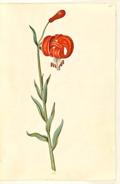 Lilia Chalcedon (rød turbanlilje) autorstwa Hans Simon Holtzbecker