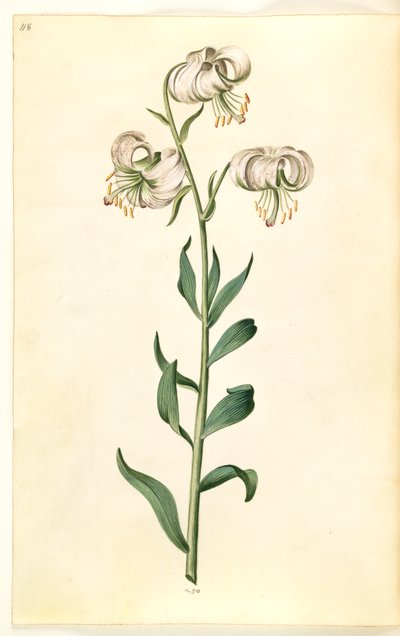 Lilium złotogłów (lilia wieniec) autorstwa Hans Simon Holtzbecker