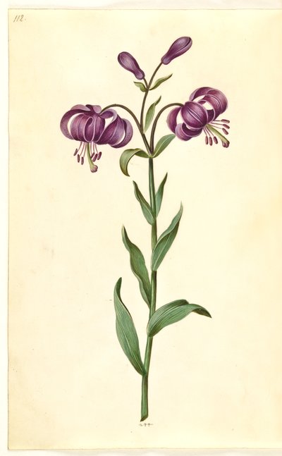Lilium złotogłów (lilia wieniec) autorstwa Hans Simon Holtzbecker