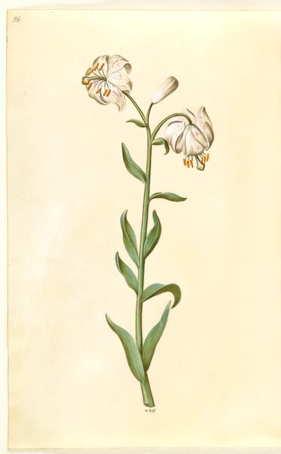 Lilium złotogłów (lilia wieniec) autorstwa Hans Simon Holtzbecker