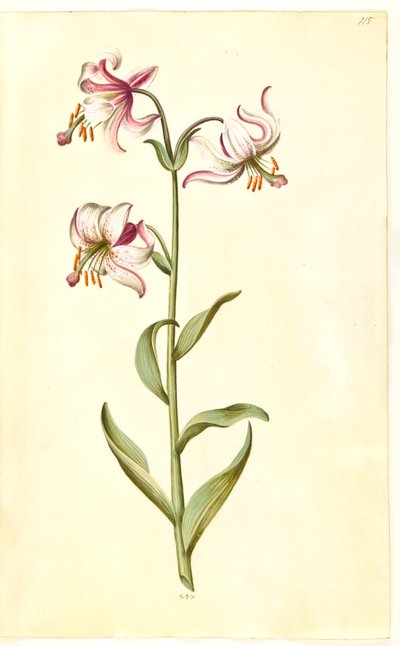 Lilium złotogłów (lilia wieniec) autorstwa Hans Simon Holtzbecker