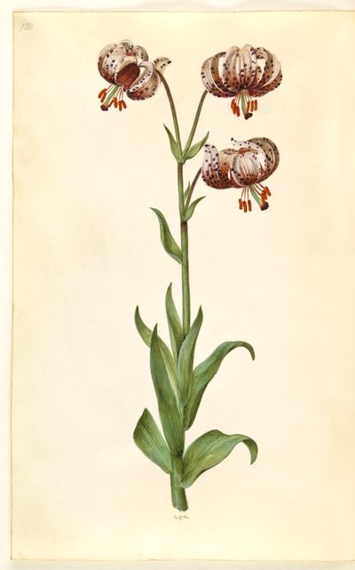 Lilium złotogłów (lilia wieniec) autorstwa Hans Simon Holtzbecker