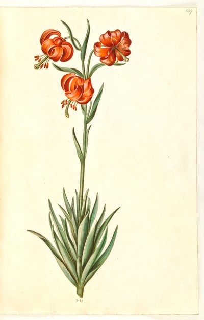 Lilia Pompon (pompon-lilje) autorstwa Hans Simon Holtzbecker