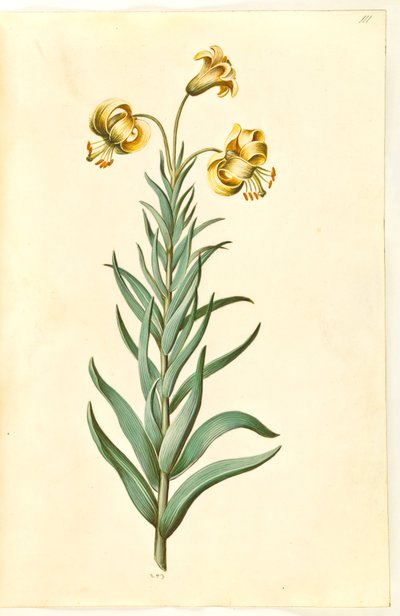 Lilium pyrenaicum (lilia pirenejska) autorstwa Hans Simon Holtzbecker