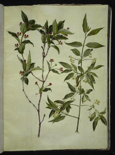 Lonicera alpigena (liść kozy alpejskiej); Euonymus europaeus (drewno pospolite) autorstwa Hans Simon Holtzbecker