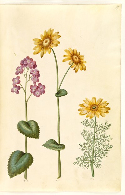 Roczny księżycowy (judaspenge); Doronicum pardalianches (hjertebladet gemserod); wiosenny Adonis (vår-adonis) autorstwa Hans Simon Holtzbecker