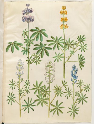 Wilk włochaty (blå lupin); Łubin żółty (łubin gulowy); Lupinus narrowfolius (łubin drobnolistny); Łubin biały (łubin biały) autorstwa Hans Simon Holtzbecker
