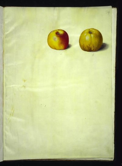 Malus domestica (jabłko pospolite) autorstwa Hans Simon Holtzbecker