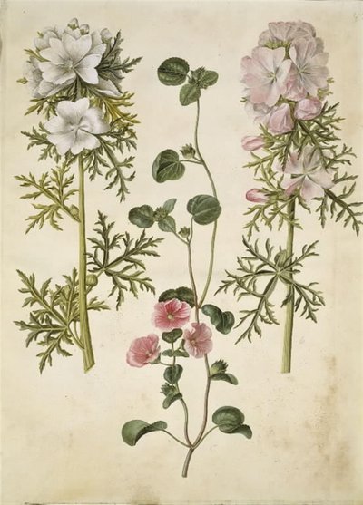 Malva moschata (baldachim piżmowy); Malva lub Malope (sztuka af katost lub malope) autorstwa Hans Simon Holtzbecker