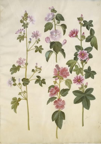 Malva sylvestris (koci ser zwyczajny); Lavatera thuringiaca (niemiecka róża topola) autorstwa Hans Simon Holtzbecker