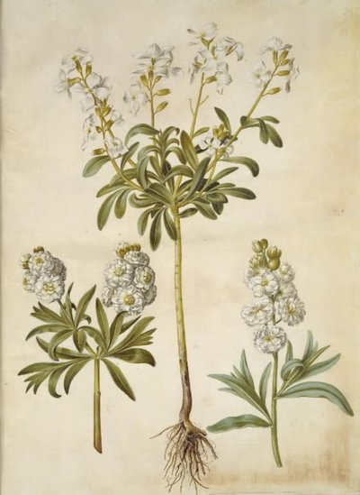 Matthiola incana (vinter-levkøj) autorstwa Hans Simon Holtzbecker