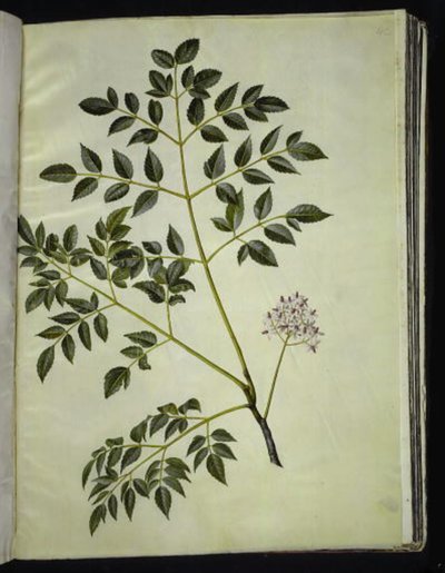 Melia azedarach (Paternostertrae) autorstwa Hans Simon Holtzbecker