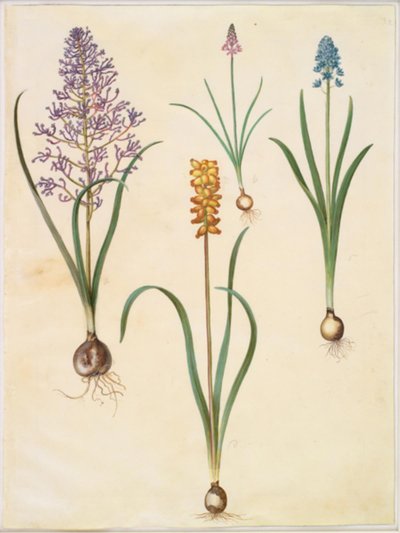 Muscari comosum (hiacynt kwiatowy); Scilla autumnalis (høst-skilla); Hyacinthoides italica (italiensk klokskilla); Muscari macrocarpum (żółty hiacynt perłowy) autorstwa Hans Simon Holtzbecker