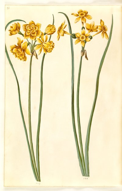 Narcyz jonquilla (siv-narcissus) autorstwa Hans Simon Holtzbecker