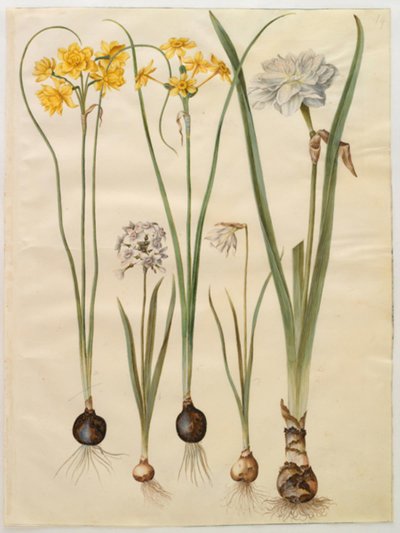 Narcissus jonquilla (siv-narcis); Narcyz tazetta (tazet); Narcissus pseudonarcissus moschatus (piżmo-narcyz); poetycki narcyz (pinselilje) autorstwa Hans Simon Holtzbecker