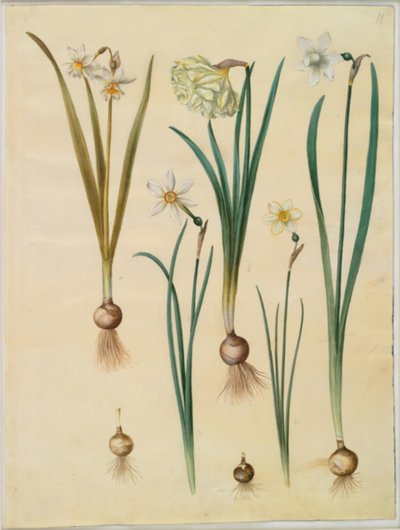 Narcissus ×mediluteus (narcyz toblomstret); Narcyz pseudonarcyzowy; Narcyz (narcyz); Narcyz poetycki (pinselilje); Narcyz × cieńszy autorstwa Hans Simon Holtzbecker
