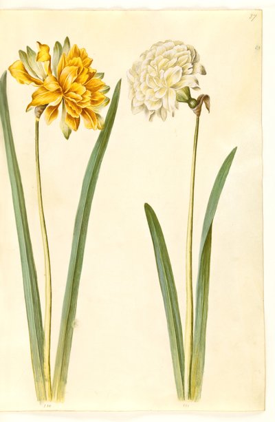Narcissus pseudonarcissus (żonkil) autorstwa Hans Simon Holtzbecker