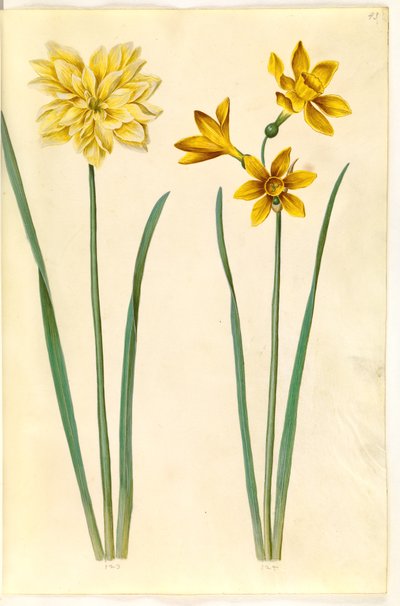 Narcissus pseudonarcissus (żonkil); Narcissus tazetta aureus (złoty tazet) autorstwa Hans Simon Holtzbecker