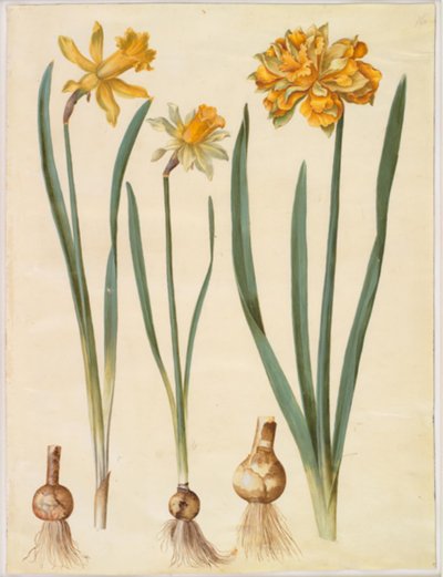Narcissus pseudonarcissus major (duży żonkil); Narcissus pseudonarcissus bicolor (dwukolorowy żonkil); Narcyz pseudonarcissus autorstwa Hans Simon Holtzbecker