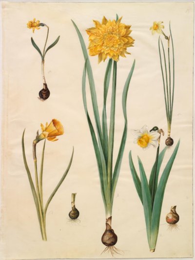 Narcissus pseudonarcissus minor; Narcissus pseudonarcissus (żonkil); Narcyz ×tenuior; Narcissus bulbocodium (krynolina narcyz); Narcissus pseudonarcissus bicolor (żonkil dwukolorowy) autorstwa Hans Simon Holtzbecker