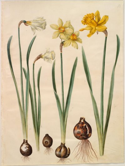 Narcissus pseudonarcissus moschatus (piżmo-narcyz); Narcissus ×mediluteus (narcyz toblomstret); Narcissus pseudonarcissus major (stor påskelilje) autorstwa Hans Simon Holtzbecker