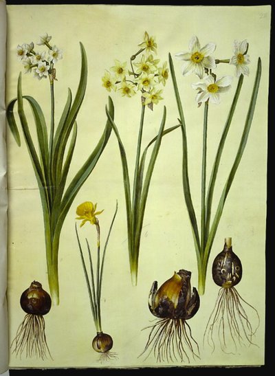 Narcyz tazetta (tazet); Narcissus ×medioluteus (toblomstret narcis); Narcissus bulbocodium (krinolina-narcis) autorstwa Hans Simon Holtzbecker