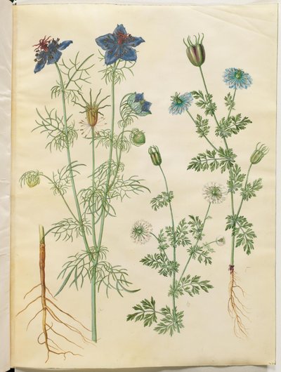 Nigella hispanica (diabeł w buszu); Czarnuszka siewna (czarnuszka) autorstwa Hans Simon Holtzbecker