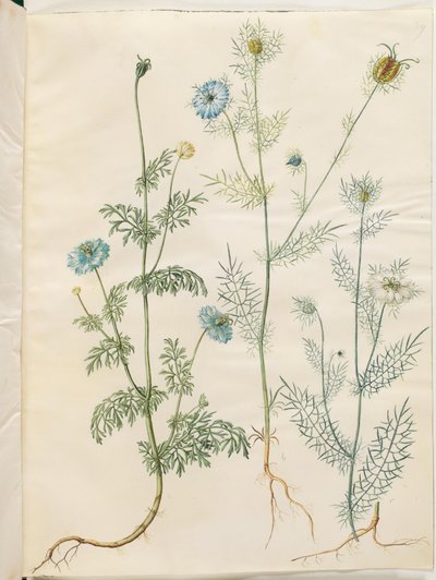 Nigella sativa (czarnuszka); Nigella damascena (dziewica w zieleni) autorstwa Hans Simon Holtzbecker