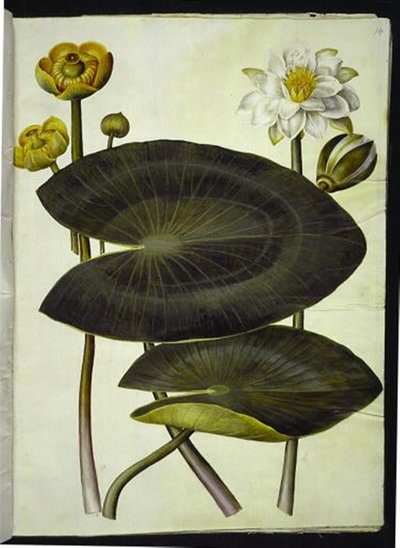 Nuphar lutea (żółta lilia wodna); Nymphaea alba (biała lilia wodna) autorstwa Hans Simon Holtzbecker