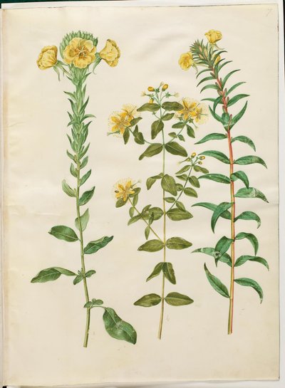 Oenothera biennis (wiesiołek dwuletni); Hypericum hircinum (śmierdzące ziele dziurawca); Oenothera rubricaulis (czerwonoowocowy wiesiołek dwuletni) autorstwa Hans Simon Holtzbecker