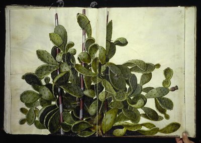 Opuntia ficus-indica, Opuntia humifusa lub Opuntia monacantha (sztuka figenkaktus) autorstwa Hans Simon Holtzbecker