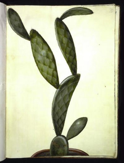 Opuncja monacantha autorstwa Hans Simon Holtzbecker