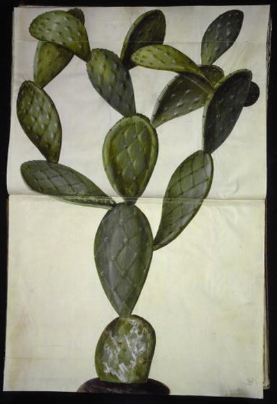 Opuncja monacantha autorstwa Hans Simon Holtzbecker