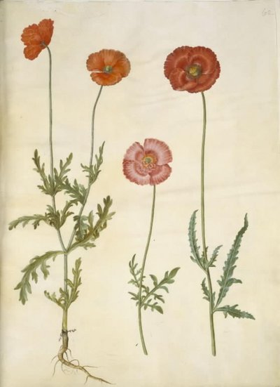 Papaver dubium (mak ogrodzeniowy); Papaver rhoeas (mak zbożowy) autorstwa Hans Simon Holtzbecker