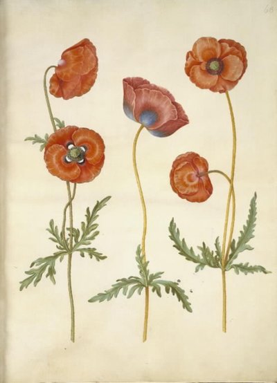 Papaver rhoeas (mak zbożowy) autorstwa Hans Simon Holtzbecker