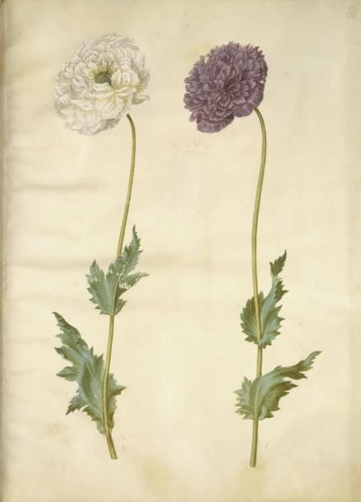 Mak lekarski (mak lekarski) autorstwa Hans Simon Holtzbecker
